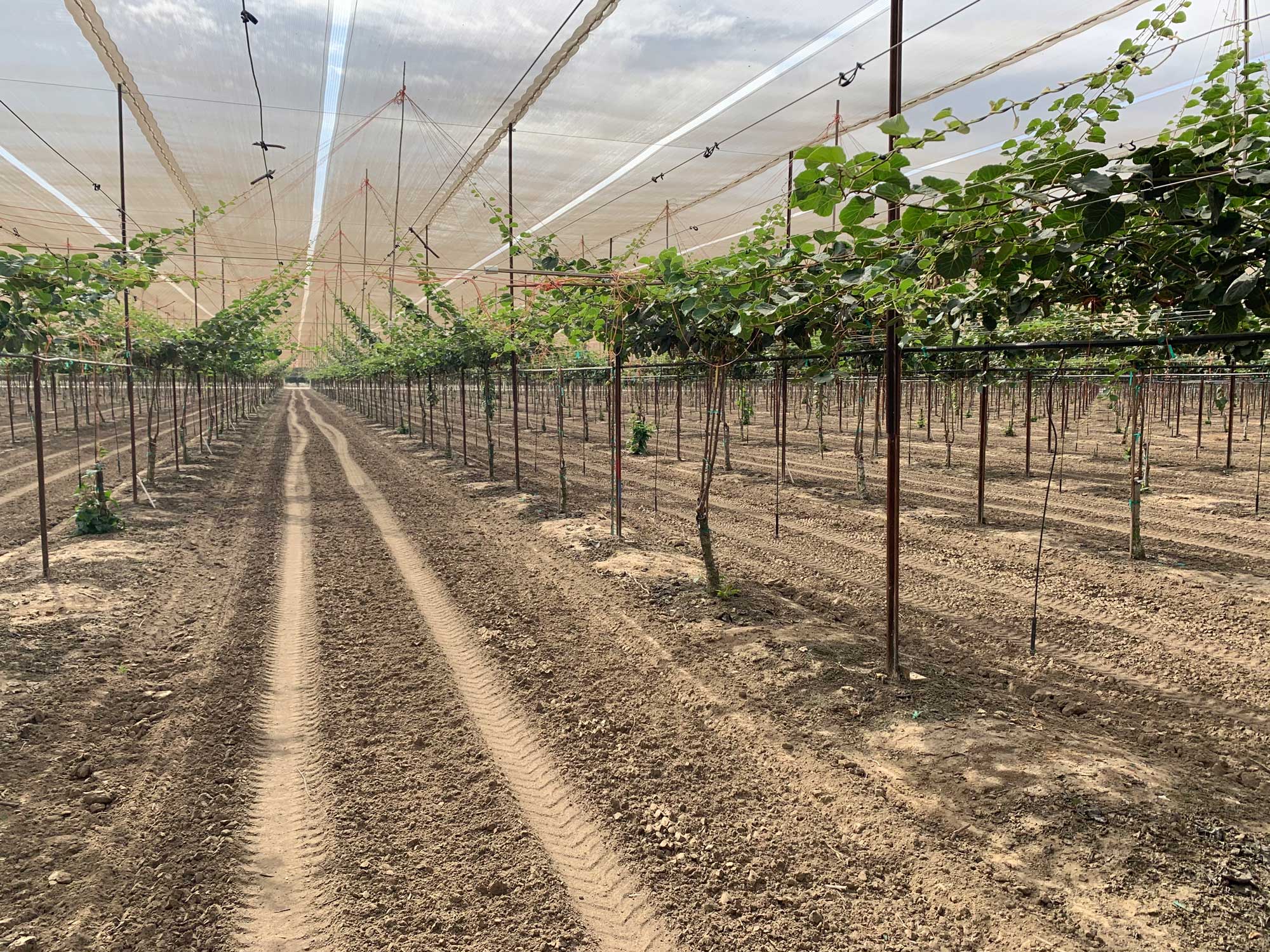 Kiwi Connection, Kiupi partner in Africa