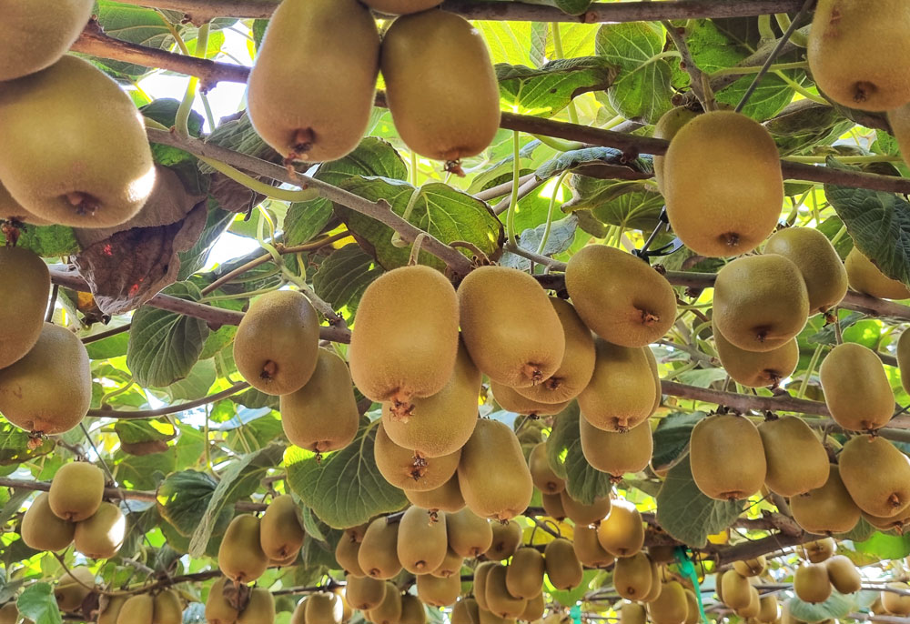 Kiupi kiwifruit growing in an orchard