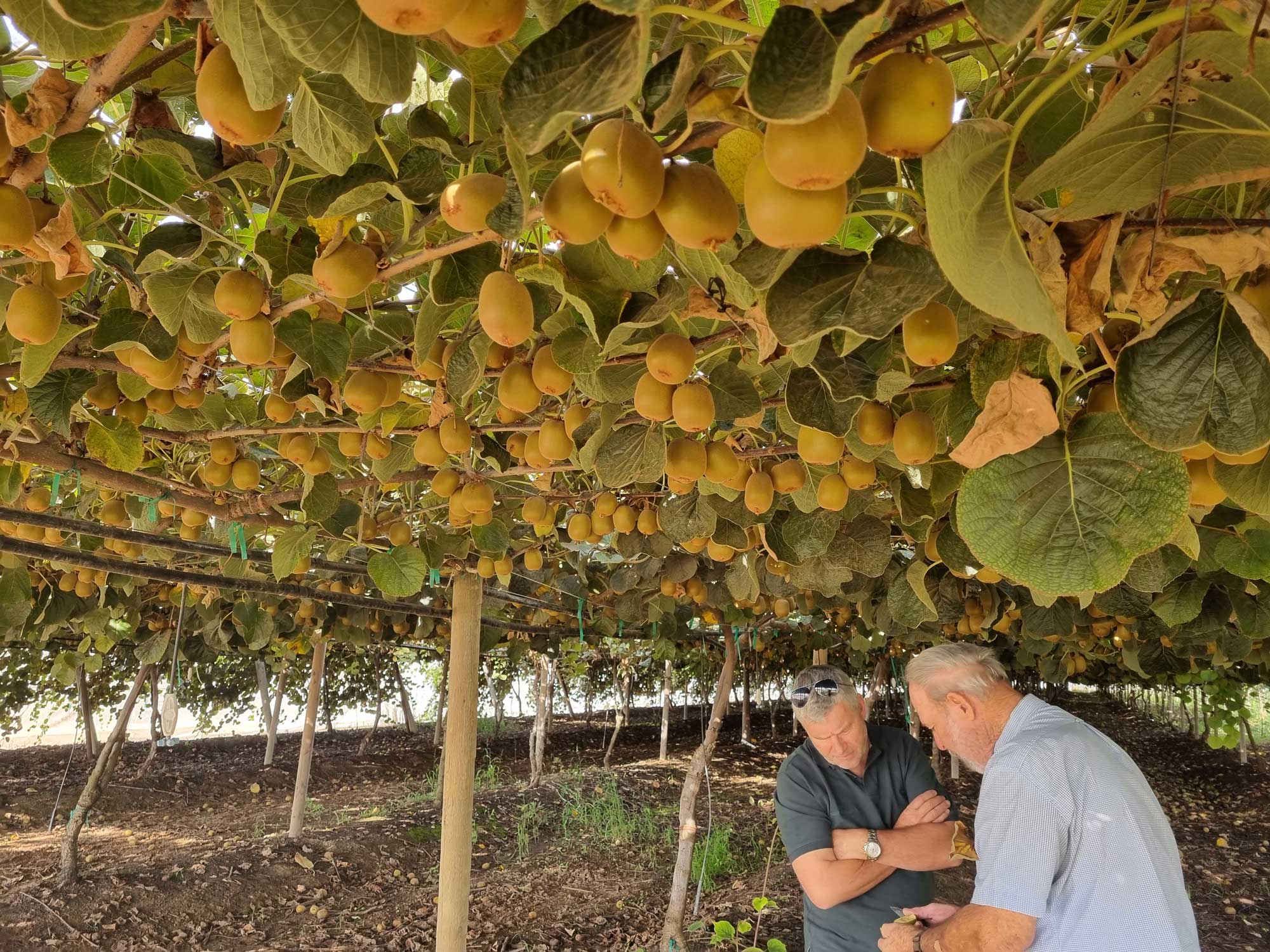 Southern Produce, Kiupi partner in New Zealand